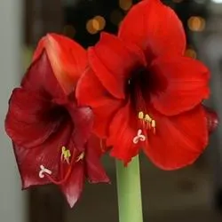 Amaryllis ellátás, a szervátültetés és szaporodásuk otthon fotó típusok Hippeastrum virág