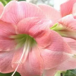 Amaryllis ellátás, a szervátültetés és szaporodásuk otthon fotó típusok Hippeastrum virág