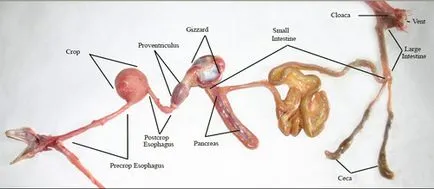 Anatomy csirke tyúkok képek és videó - szól csirke (tojótyúkok) Anatomy csirke tyúkok képek és videó - szól csirkék