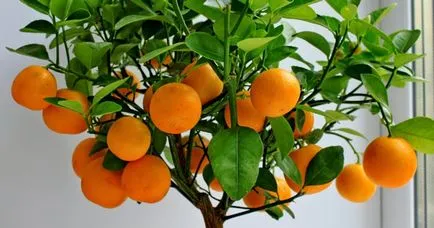 Orange Tree - termesztési és ápolási otthon