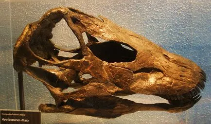Apatosaurus - Apatosaurus, brontosaurus, brontosaurus - Dinoszauruszok