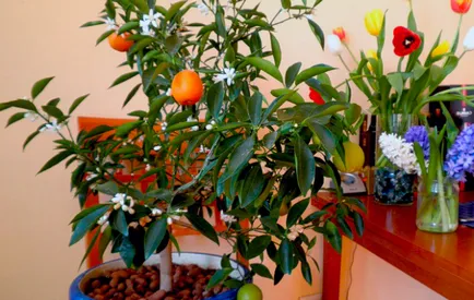 Orange Tree - termesztési és ápolási otthon