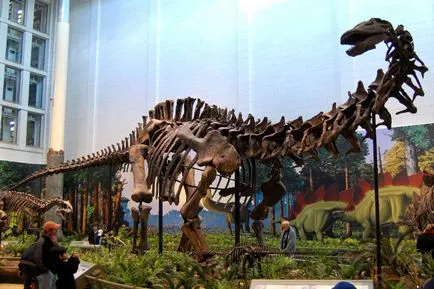 Apatosaurus - Apatosaurus, brontosaurus, brontosaurus - Dinoszauruszok