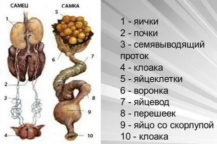 Anatomy csirke tyúkok képek és videó - szól csirke (tyúk) Anatomy csirke tyúkok képek és videó - szól csirkék