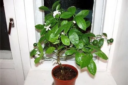 Orange Tree - termesztési és ápolási otthon
