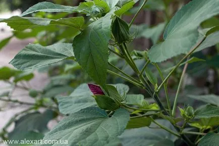 Ambrosia, cyclachaena