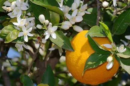 Orange Tree - termesztési és ápolási otthon
