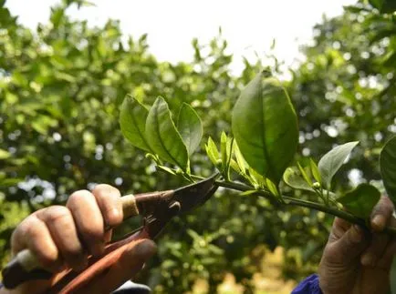 Orange Tree - termesztési és ápolási otthon