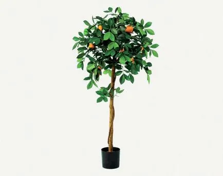 Orange Tree - termesztési és ápolási otthon
