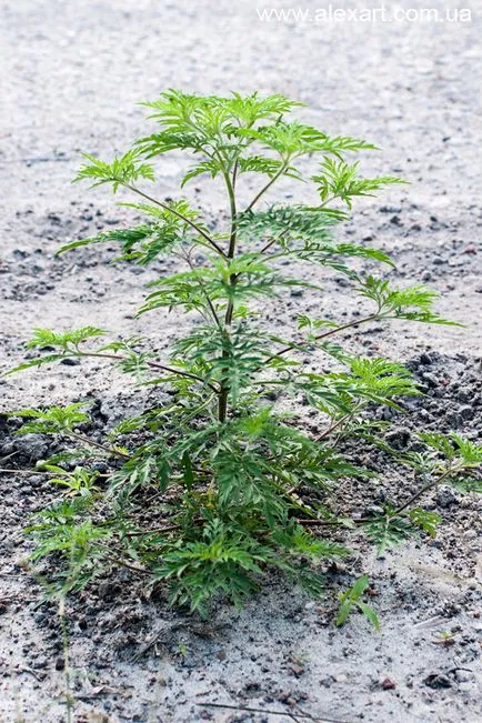 Ambrosia, cyclachaena