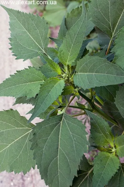 Ambrosia, cyclachaena