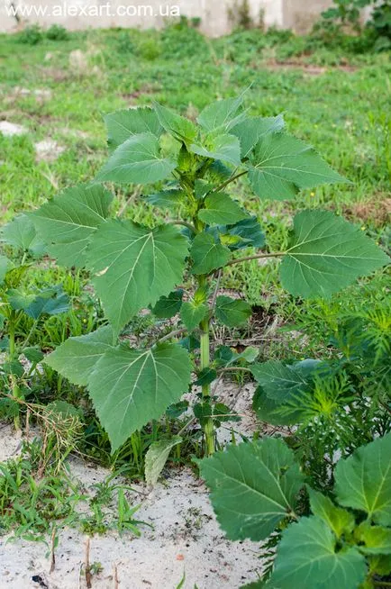 Ambrosia, cyclachaena