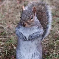 Squirrel otthon