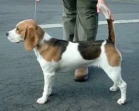 Beagle - fénykép és a fajta leírását, árképzés és a választék a kiskutya, élelmiszer, karbantartására és javítására vonatkozó beagle