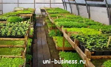 Business a palántákat a nagy nyereség (üzleti csemeték) Business a palántákat a nagy nyereség