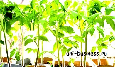 Business a palántákat a nagy nyereség (csemeték, mint egy üzleti) Business a palántákat a nagy nyereség