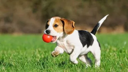Beagle kutya fotó, ár, fajta leírás, karakter, videó