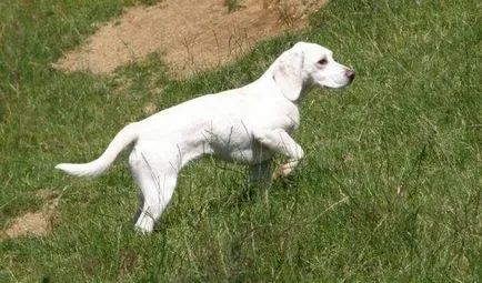 Beagle kutya fotó, ár, fajta leírás, karakter, videó