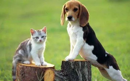 Beagle kutya fotó, ár, fajta leírás, karakter, videó