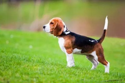 Beagle kutya fotó, ár, fajta leírás, karakter, videó