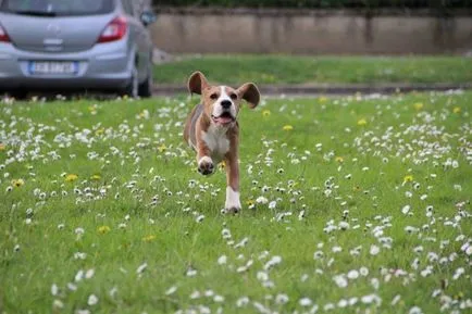 Beagle - egy leírást a fajta, fotó, gondoskodás, ár, hol vesz egy kutyát, „adja mancs”