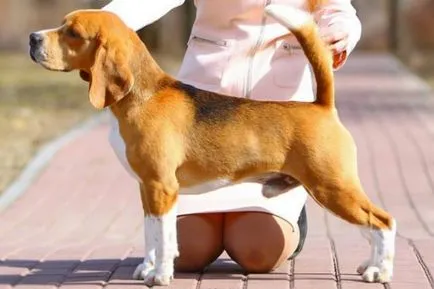 Beagle - egy leírást a fajta, fotó, gondoskodás, ár, hol vesz egy kutyát, „adja mancs”