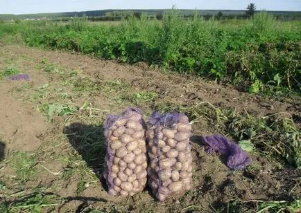 Üzleti eladó burgonya, egy csomó ötlet a kisvállalkozások