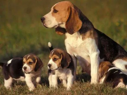 Beagle kutya fotó, ár, fajta leírás, karakter, videó