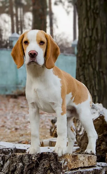Beagle - egy leírást a fajta, fotó, gondoskodás, ár, hol vesz egy kutyát, „adja mancs”