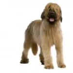 Briard jellegű és leírás, karbantartásáról, a betegségek (karakter) Briard jellegű és leírás, karbantartásáról, a betegségek