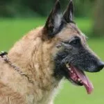 Briard dog kép, fajta leírás, természet, gondoskodás