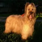 Briard jellegű és leírás, karbantartásáról, a betegségek (leírás) Briard jellegű és leírás, karbantartásáról, a betegségek