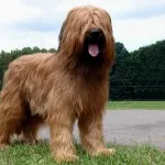 Briard jellegű és leírás, karbantartásáról, a betegségek (leírás) Briard jellegű és leírás, karbantartásáról, a betegségek