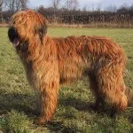 Briard jellegű és leírás, karbantartásáról, a betegségek (leírás) Briard jellegű és leírás, karbantartásáról, a betegségek