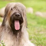 Briard jellegű és leírás, karbantartásáról, a betegségek (Care) Briard jellegű és leírás, karbantartásáról, a betegségek