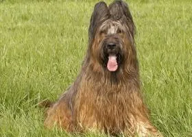 Briard kutyafajta leírása