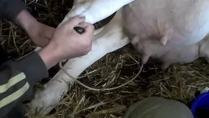 Cow-betegség és a tünetek, valamint a kezelési módszerek (Cow-betegség tünet) Cow-betegség és a tünetek, valamint a kezelési módszerek
