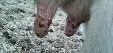 Cow-betegség és a tünetek, valamint a kezelési módszerek (tünetek) Cow-betegség és a tünetek, valamint a kezelési módszerek