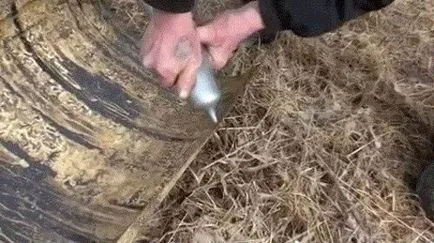 Küzdelem a hangyák a méhészet népi jogorvoslatok és vegyi anyagok, videó