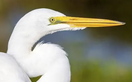 Heron - leírás, típus, hogy mit eszik, hol lakik, fotók
