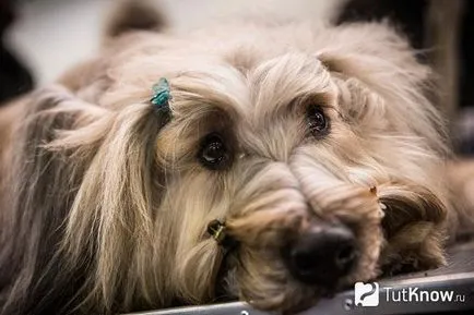 Briard kutyafajta leírása