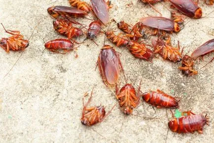 A terrorizmus elleni csótányok - nem könnyű, de nagyon megvalósítható