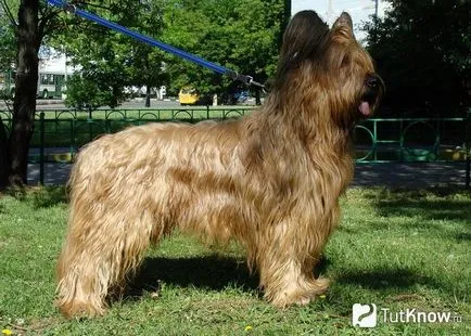Briard kutyafajta leírása