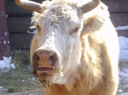 Cow-betegség és a tünetek, valamint a kezelési módszerek (más csordában élő állatok) Cow-betegség és a tünetek, valamint a kezelési módszerek