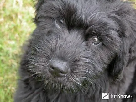 Briard kutyafajta leírása