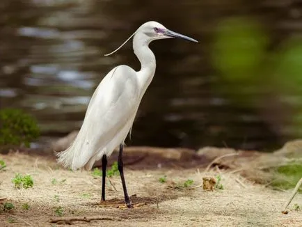 Heron - leírás, típus, hogy mit eszik, hol lakik, fotók