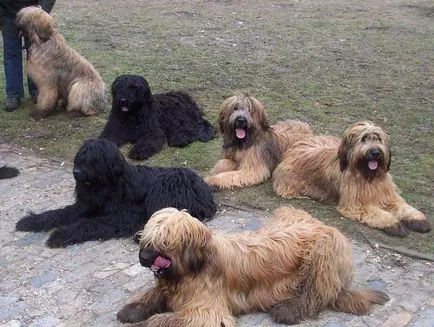 Briard - Kutya fajta
