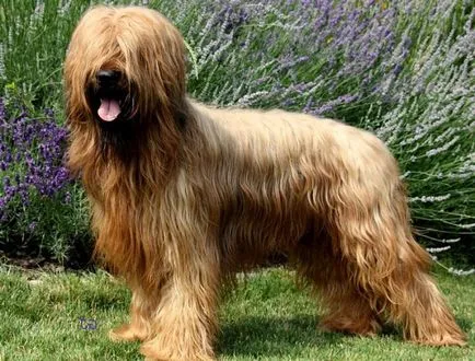 Briard - Kutya fajta