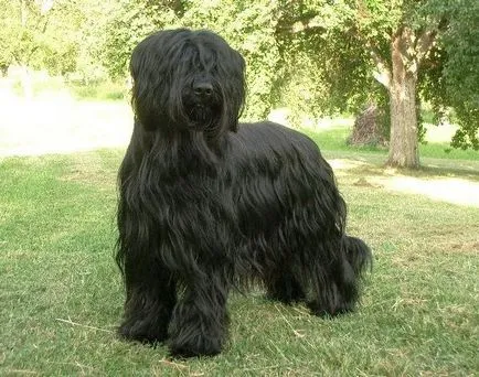 Briard - Kutya fajta
