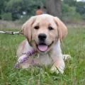Mi a takarmány egy kölyök Labrador, élelmiszer labrador retriever, fotó